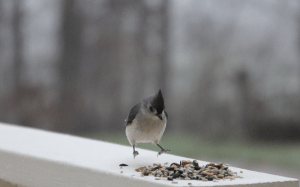 titmouse (2)