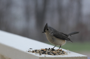 titmouse (3)