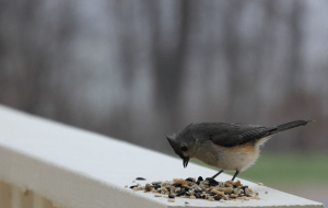 titmouse (4)