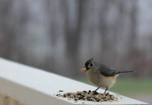 titmouse (6)