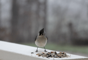titmouse