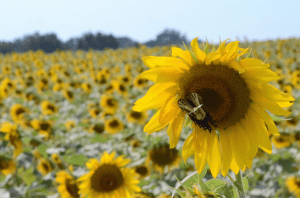 sunflower-field-harford-md